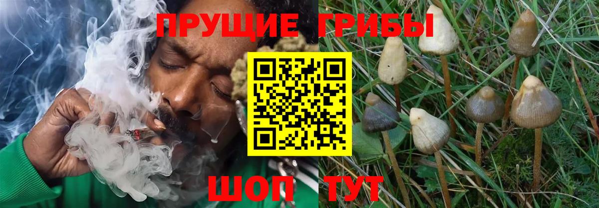 Псилоцибиновые грибы Psilocybine cubensis Грязи
